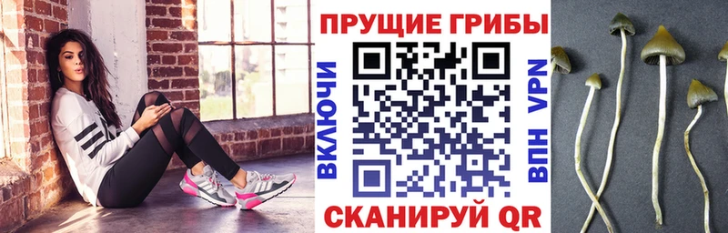 omg как войти маркетплейс клад Псилоцибиновые грибы Psilocybe Тамбов